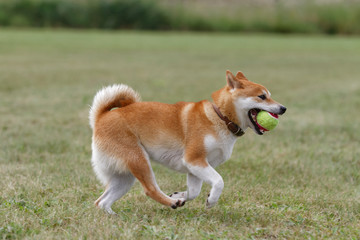 野原で遊んでいる柴犬