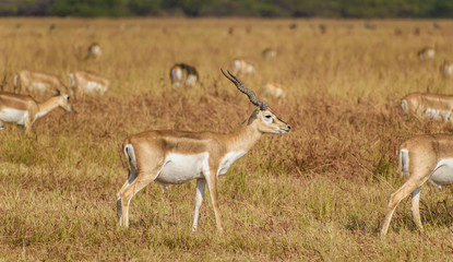 Portrait of a male blackbuck with horns walking with its herd in the grasslands of the Velavadar National Park in Gujarat, India.