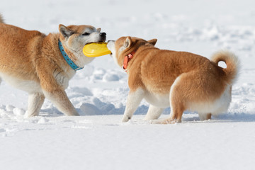 雪原で遊ぶ柴犬