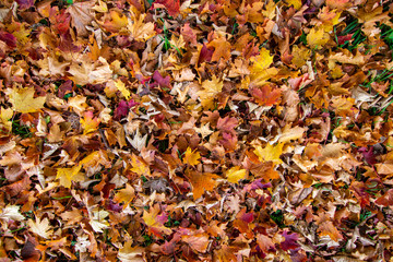 Many colorful yellow and orange leaves on the ground in autumn