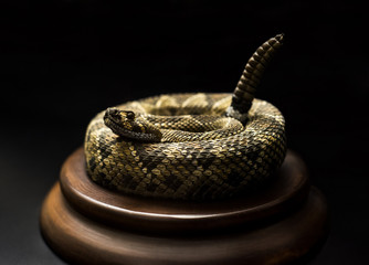 rattlesnake is ready to attack