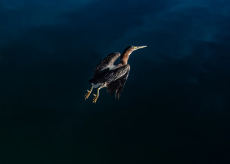 Green Heron (Butorides virescens)...Early Morning Take Off to go Hunting for Breakfast