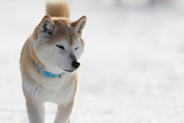 雪原で遊ぶ柴犬
