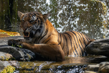 Fototapeta na wymiar Tiger & Falls