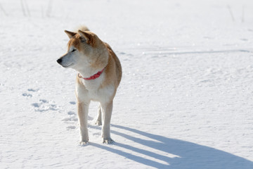雪原で遊ぶ柴犬