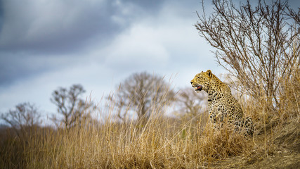 leopard in kruger national park, mpumalanga, south africa 87