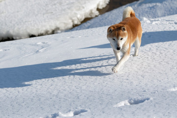 雪原で遊ぶ柴犬