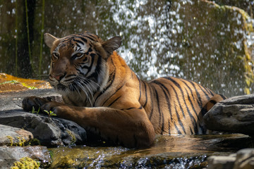 Tiger in The Falls