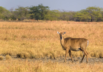 Naklejka na ściany i meble A nilgai aka blue bull , the largest Asian antelope, looks at the camera in the grasslands of the Velavadar National Park on the outskrits of Bhavnagar city in Gujarat, India.