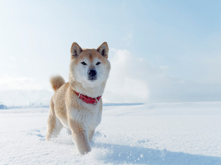 雪原で遊ぶ柴犬