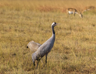 Fototapeta premium A common crane in the grasslands of the Velavadar National Park near Bhavnagar in Gujarat, India.