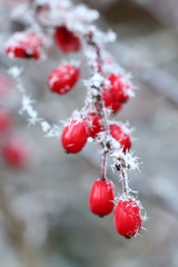 Berberitze-Beeren mit Raureif im Winter