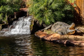 Gator near the Falls