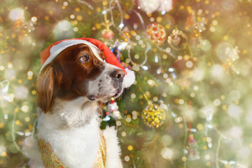 Portrait of a dog in a Santa hat against the background of Christmas decor. bokeh lights.
