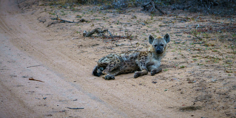 hyena in kruger national park, mpumalanga, south africa 2