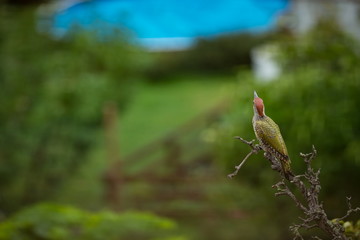 Picus viridis. Wild nature. Beautiful picture of nature. From the life of birds. Nature of the Czech Republic. Free nature. Beautiful photo of nature. Bird on the tree.