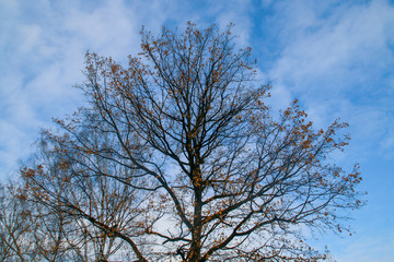 La silueta de un árbol desnudo (sin hojas) en otoño, contra un cielo azulado con restos de nubes blancas.