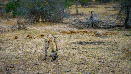 hyena in kruger national park, mpumalanga, south africa 57