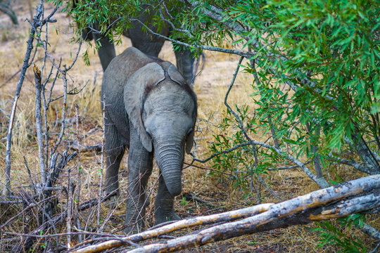 baby elephant in kruger national park, mpumalanga, south africa 24