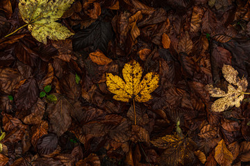 autumn leaves background