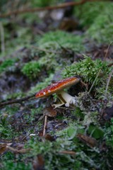 Fliegenpilz im Wald