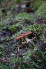Fliegenpilz im Wald
