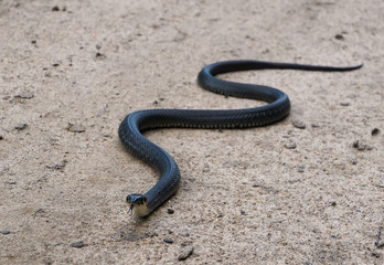 Black grass snake (Natrix natrix) crossing a country road and showing a forked tongue. View from the head, selective focus, blurred background