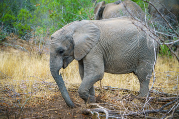 baby elephant in kruger national park, mpumalanga, south africa 36