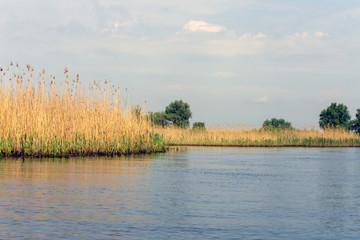Gräser im Donaudelta