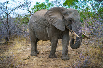 Fototapeta premium elephant in kruger national park, mpumalanga, south africa 37