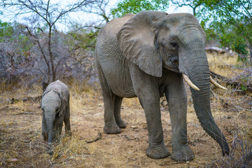 Fototapeta na wymiar elephants with baby elephant in kruger national park, mpumalanga, south africa 13