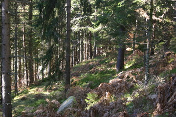 Fototapeta premium Wenn die Sonne doch die Nadeln des Schwarzwalds dringt
