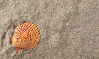 Sea shell in sand pile background and texture, top view