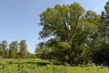 Obraz premium Summer landscape near lake Krasilovo in the Altai territory.Western Siberia. Russia