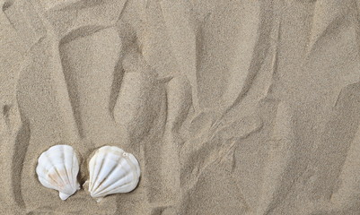 Sea shell in sand pile background and texture, top view