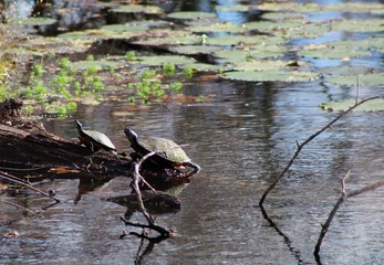 turtles on a log