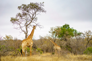 giraffes in kruger national park, mpumalanga, south africa 14