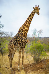 giraffes in kruger national park, mpumalanga, south africa 37