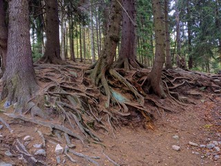 Pine trees' roots growing above ground