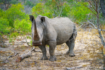 white rhino in kruger national park, mpumalanga, south africa 10