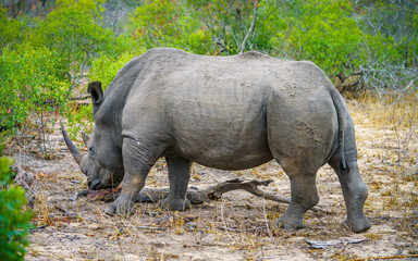 white rhino in kruger national park, mpumalanga, south africa 49