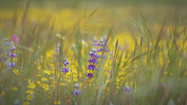 Closeup of california wildflowers & grass in the spring during the superbloom. Paso Robles, USA
