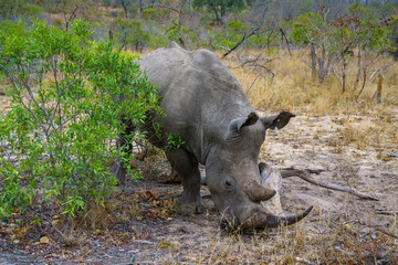 white rhino in kruger national park, mpumalanga, south africa 54