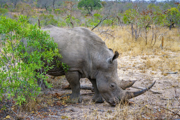 white rhino in kruger national park, mpumalanga, south africa 57
