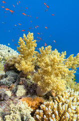 Naklejka na ściany i meble Colorful coral reef at the bottom of tropical sea, yellow broccoli coral and fishes anthias, underwater landscape