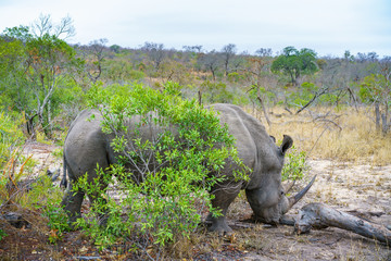 white rhino in kruger national park, mpumalanga, south africa 62