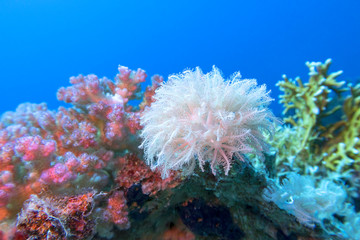 Fototapeta na wymiar Colorful coral reef at the bottom of tropical sea, white pulsing polyp coral , underwater landscape