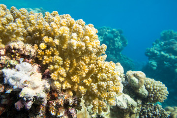 Fototapeta na wymiar Colorful coral reef at the bottom of tropical sea, yellow Cauliflower Coral, underwater landscape