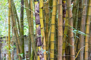 Bamboo Trees