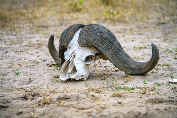 skull of african buffalo in kruger national park, mpumalanga, south africa 1